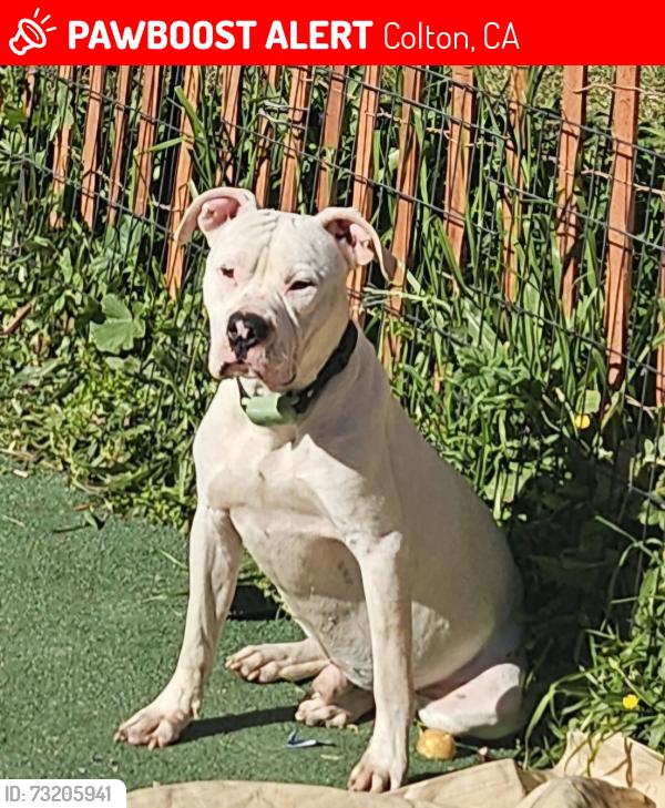 Lost Male Dog last seen Fern, Colton, CA 92324