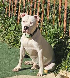 Lost Male Dog last seen Fern, Colton, CA 92324