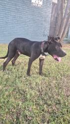 Found/Stray Male Dog last seen Pioneer & Carter Dr, Arlington, TX 76010