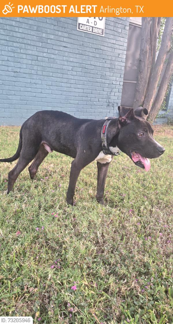 Found/Stray Male Dog last seen Pioneer & Carter Dr, Arlington, TX 76010