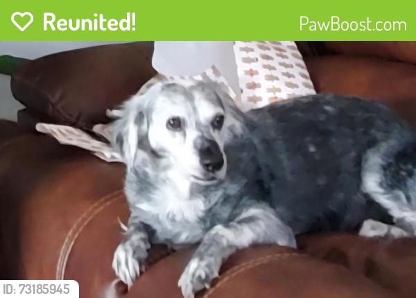 Reunited Female Dog last seen Country Club, Santa Teresa, NM 88008