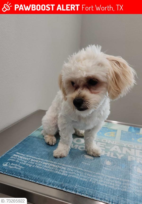Lost Male Dog last seen Near Eastern hills-West Handley elementary school, Fort Worth, TX 76112