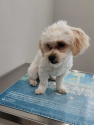 Lost Male Dog last seen Near Eastern hills-West Handley elementary school, Fort Worth, TX 76112