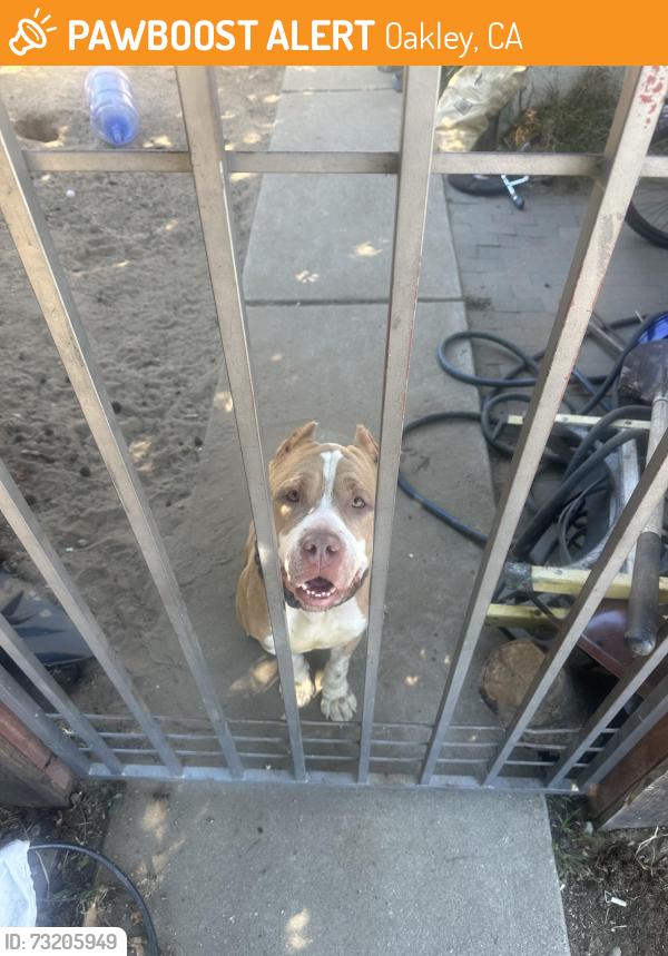Found/Stray Male Dog last seen O’Hara park middle school, Oakley, CA 94561