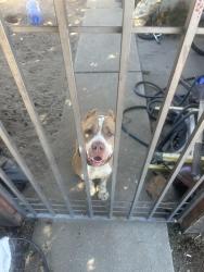 Found/Stray Male Dog last seen O’Hara park middle school, Oakley, CA 94561