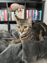Reunited Female Cat last seen Cedrona Park, Tacoma, WA 98439