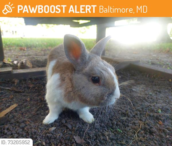 Found/Stray Unknown Rabbit last seen Near sw 167th, Baltimore, MD 21239