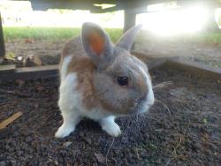 Found/Stray Unknown Rabbit last seen Near sw 167th, Baltimore, MD 21239