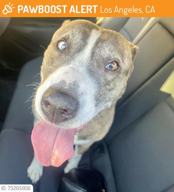 Found/Stray Female Dog last seen Paxton and Dronfield, Los Angeles, CA 91340