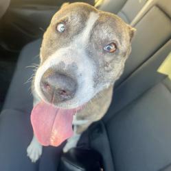 Found/Stray Female Dog last seen Paxton and Dronfield, Los Angeles, CA 91340