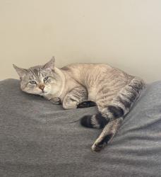 Lost Male Cat last seen Stoney creek rd, and Lowell Dr and Aulton dr by the Walmart, Noblesville, IN 46060