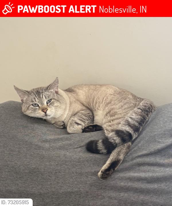 Lost Male Cat last seen Stoney creek rd, and Lowell Dr and Aulton dr by the Walmart, Noblesville, IN 46060