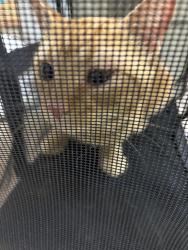 Shelter Stray Unknown Cat last seen Kitmal Drive, VA BEACH, VA, 341 S Birdneck Rd, Virginia Beach, VA 23451, USA