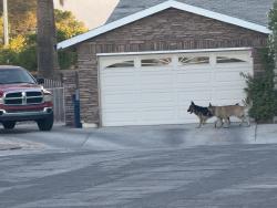 Found/Stray Unknown Dog last seen Acorn ct/Meridian, Las Vegas, NV 89148