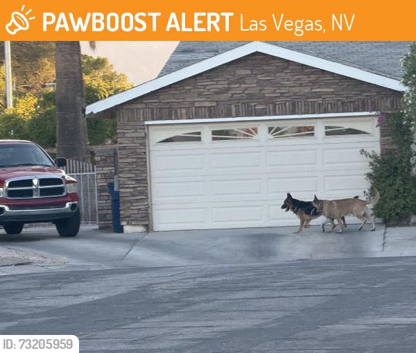 Found/Stray Unknown Dog last seen Acorn ct/Meridian, Las Vegas, NV 89148