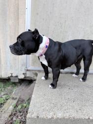 Lost Female Dog last seen Treasure Hill Rd, Texarkana, TX, Texarkana, TX 75503