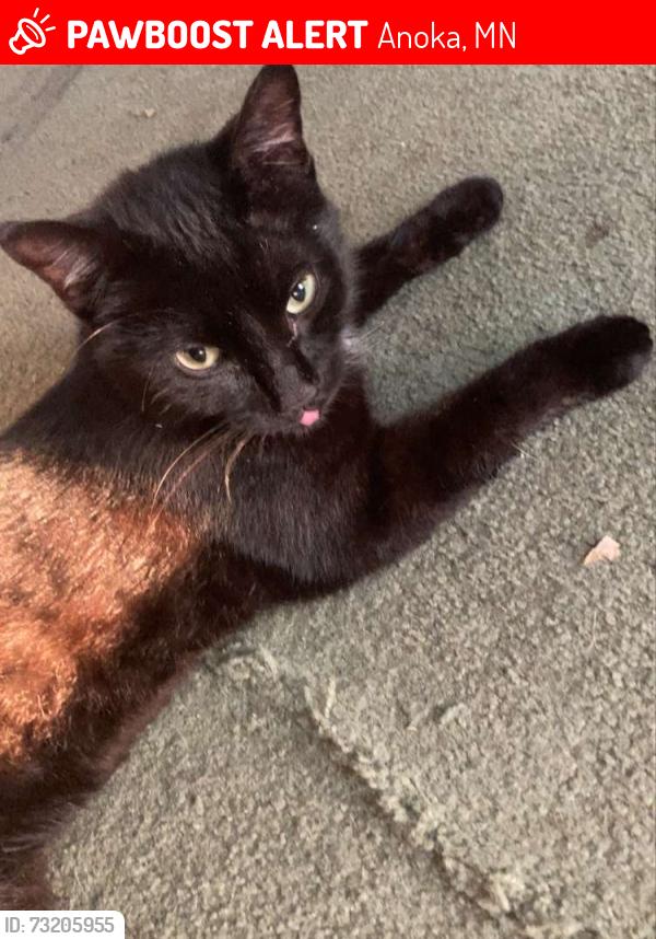 Lost Male Cat last seen 7th Ave and Jefferson st, Anoka, MN 55303