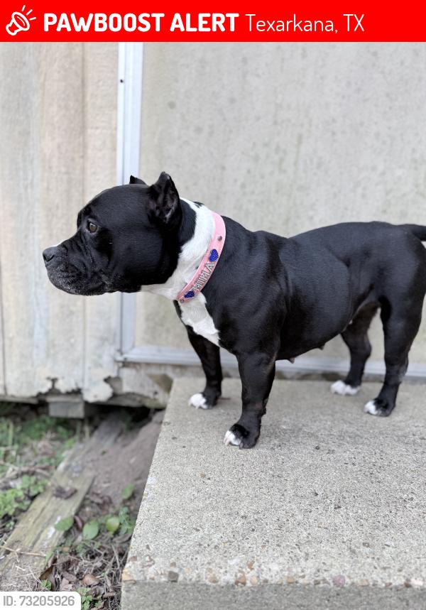 Lost Female Dog last seen Treasure Hill Rd, Texarkana, TX, Texarkana, TX 75503