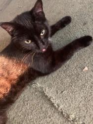 Lost Male Cat last seen 7th Ave and Jefferson st, Anoka, MN 55303