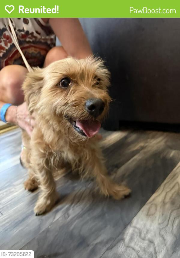 Reunited Male Dog last seen Twin Arrow Circle and Desert Jewel, Menifee, CA 92584