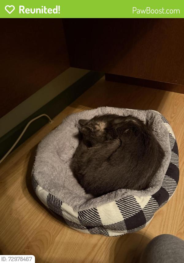 Reunited Male Cat last seen West 22 apmts, Kennesaw, GA 30144