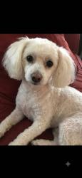 Lost Female Dog last seen Santa Teresita, Los Angeles, CA 90033