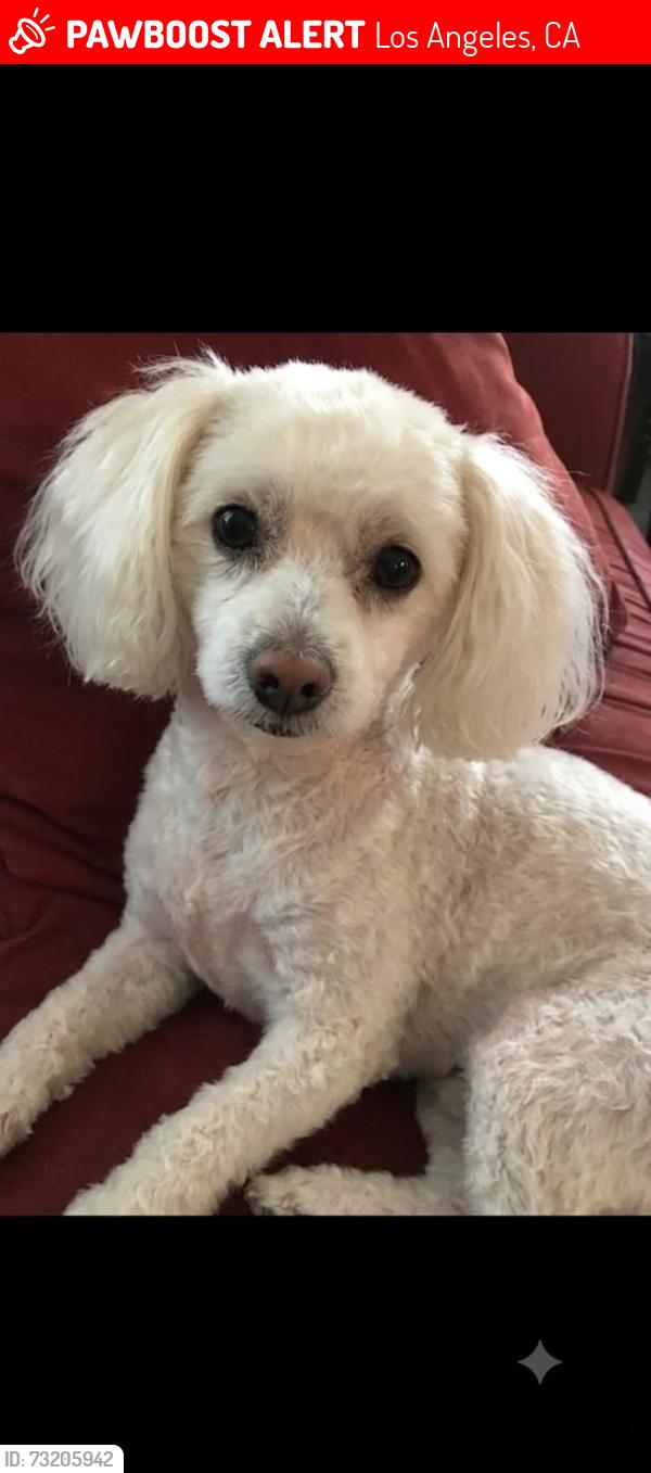 Lost Female Dog last seen Santa Teresita, Los Angeles, CA 90033
