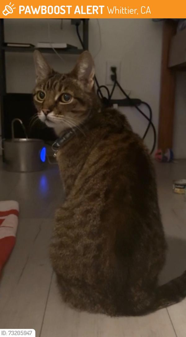 Found/Stray Female Cat last seen los nietos middle school, Whittier, CA 90606