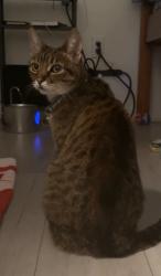 Found/Stray Female Cat last seen los nietos middle school, Whittier, CA 90606