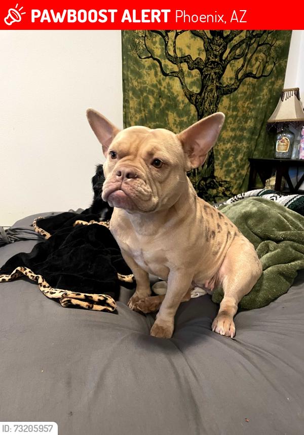 Lost Female Dog last seen 35th ave and cactus, Phoenix, AZ 85029