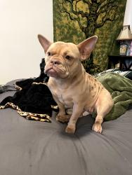 Lost Female Dog last seen 35th ave and cactus, Phoenix, AZ 85029