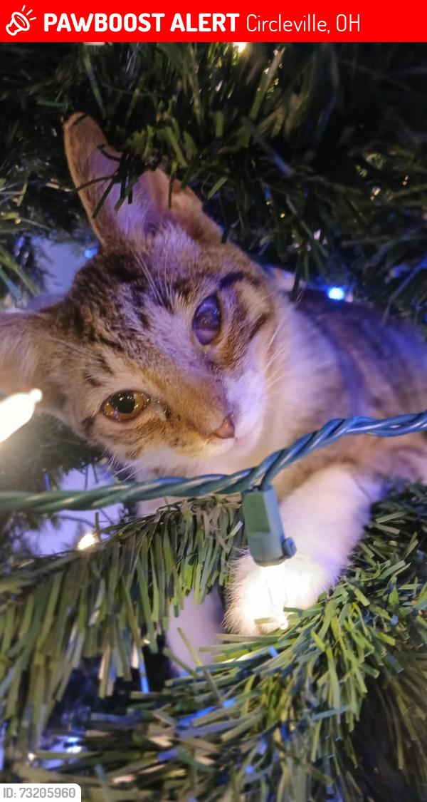 Lost Female Cat last seen Georgia Road, Circleville, OH 43113