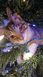 Lost Female Cat last seen Georgia Road, Circleville, OH 43113
