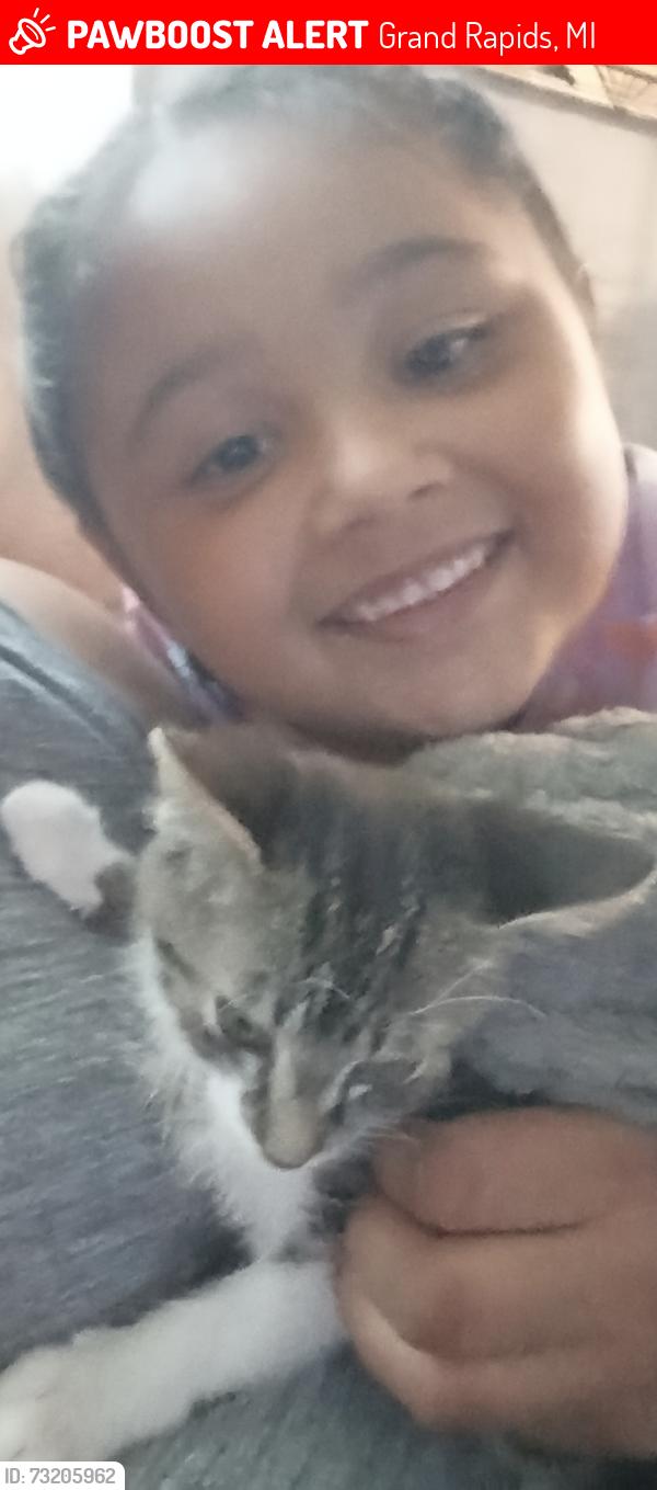 Lost Male Cat last seen Alpine and leonard, Grand Rapids, MI 49504