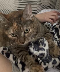 Lost Female Cat last seen Temple Gardens trl, Haslet, TX 76052