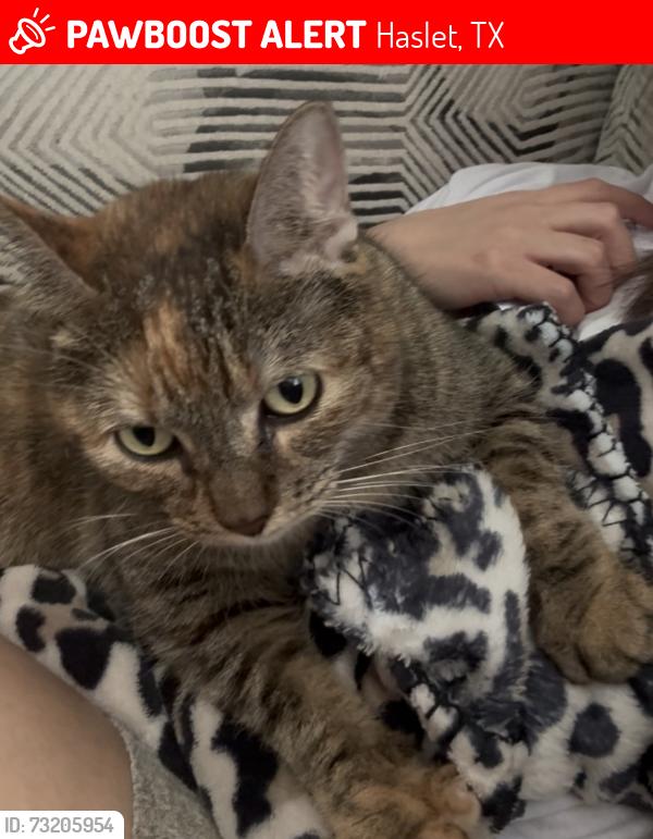 Lost Female Cat last seen Temple Gardens trl, Haslet, TX 76052