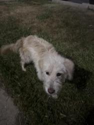 Found/Stray Unknown Dog last seen Quick Trip, Gladstone, MO 64118