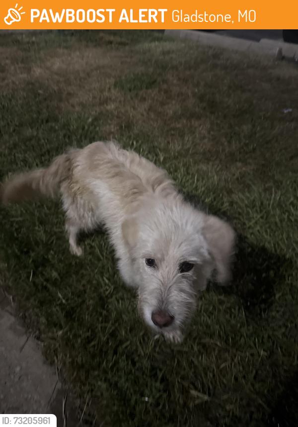 Found/Stray Unknown Dog last seen Quick Trip, Gladstone, MO 64118
