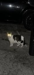 Found/Stray Unknown Cat last seen Madison and Auburn, Columbus, OH 43205