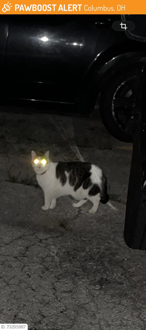 Found/Stray Unknown Cat last seen Madison and Auburn, Columbus, OH 43205