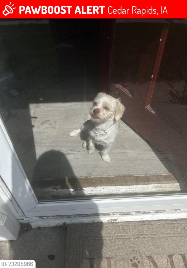 Lost Male Dog last seen E ave ne, Cedar Rapids, IA 52402