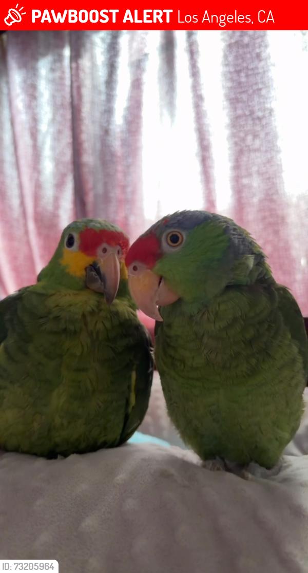 Lost Male Bird last seen In our home, Los Angeles, CA 90033