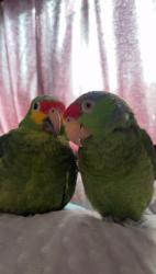 Lost Male Bird last seen In our home, Los Angeles, CA 90033