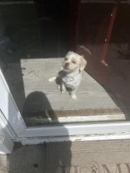 Lost Male Dog last seen E ave ne, Cedar Rapids, IA 52402