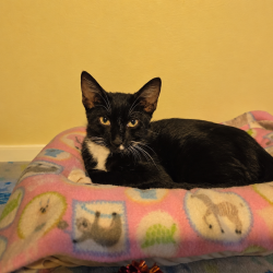 Shelter Stray Male Cat last seen , 8020 Washington St, Port Richey, FL 34668, USA