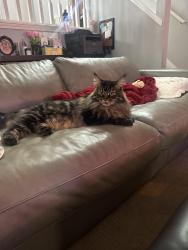 Reunited Male Cat last seen Sweetbriar Rd, Troutdale, OR 97060