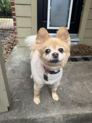 Reunited Female Dog last seen El Tivoli neighborhood, Dallas, TX 75211