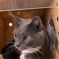 Shelter Stray Male Cat last seen , Animal Care & Control Team of Philly, 111 W Hunting Park Ave, Philadelphia, PA 19140, USA