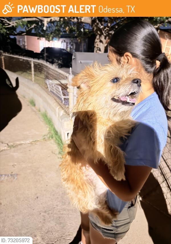 Found/Stray Male Dog last seen Dairy queen, Odessa, TX 79764