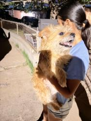 Found/Stray Male Dog last seen Dairy queen, Odessa, TX 79764